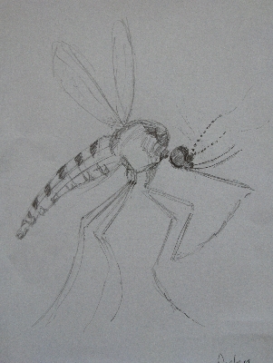 Mosquito dancer